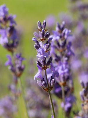 Ægte lavendel (Lavandula angustifolia)