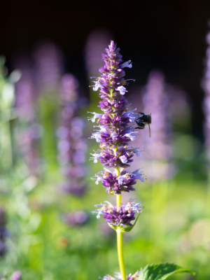 Anisisop (Agastache foeniculum)