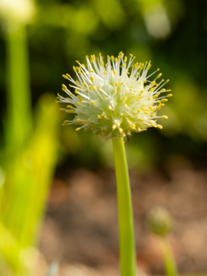 Pibeløg (Allium fistulosum)