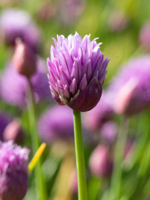 Purløg (Allium schoenoprasum)
