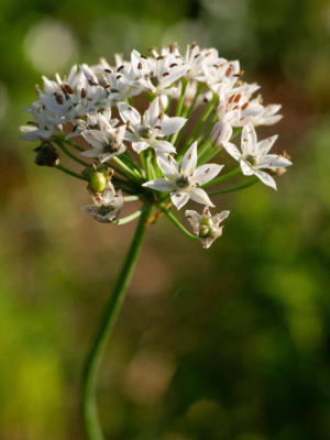 Kinaløg (Allium tuberosum)