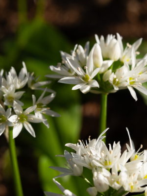 Ramsløg (Allium ursinum)