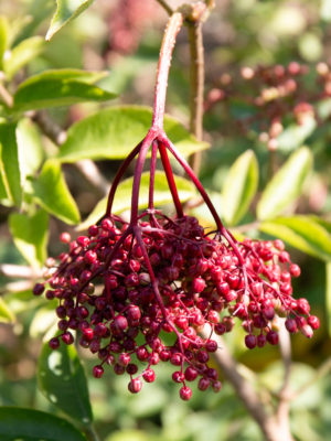 Hyld (Sambucus nigra)