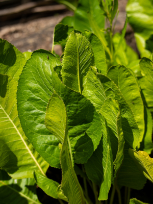 Peberrod (Armoracia rusticana)