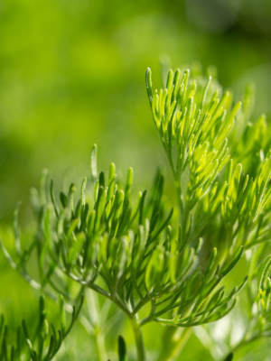 Ambra (Artemisia abrotanum)