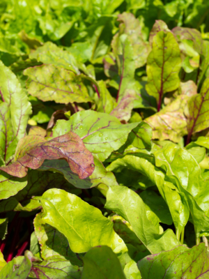 Rødbede (Beta vulgaris var. Conditiva)