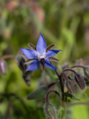 Hjulkrone (Borago officinalis)