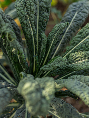 Palmekål (Brassica oleracea var. palmifolia)