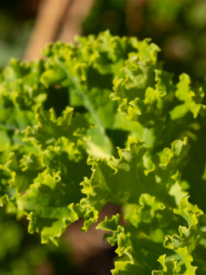 Grønkål (Brassica oleracea var. Sabellica)