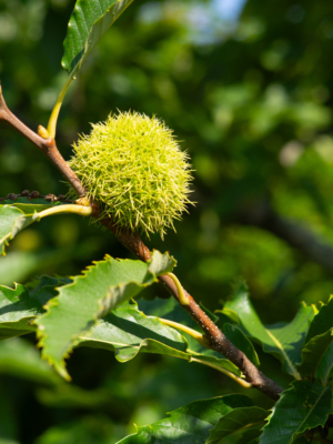 Ægte kastanie (Castanea sativa)