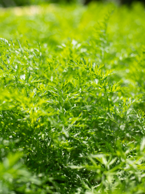 Have gulerod (Daucus carota)
