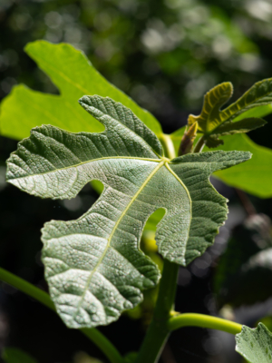 Figen (Ficus carica)