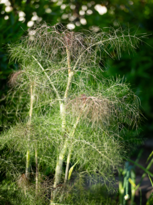 Fennikel (Foeniculum vulgare)