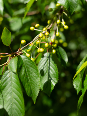 Sødkirsebær (Prunus avium)