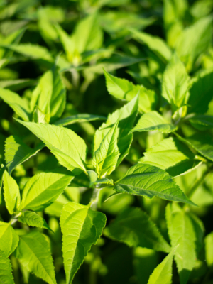 Jordskok (Helianthus tuberosus)