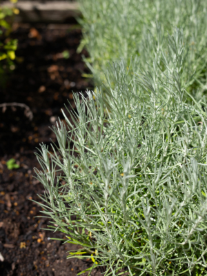 Karryplante (Helichrysum italicum)