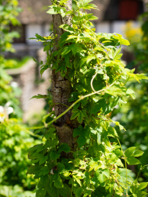 Humle (Humulus lupulus)