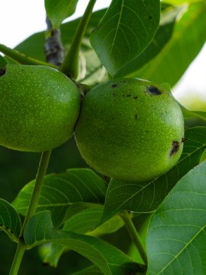 Valnød (Juglans regia)