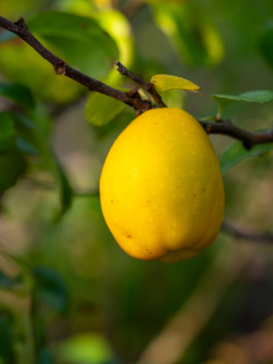 Lille japankvæde (Chaenomeles japonica)