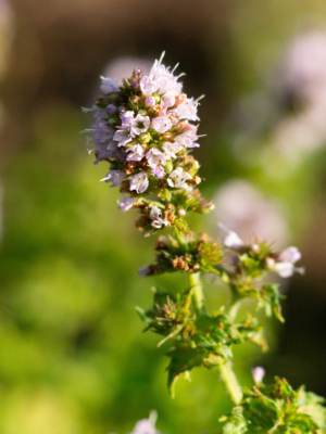Mynte (Mentha spicata)