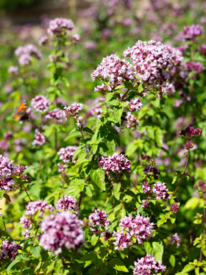 Almindelig merian (Origanum vulgare)