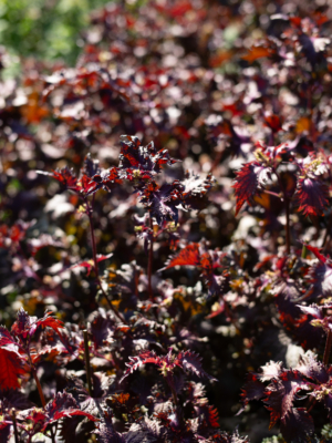 Shiso (Perilla frutescens)