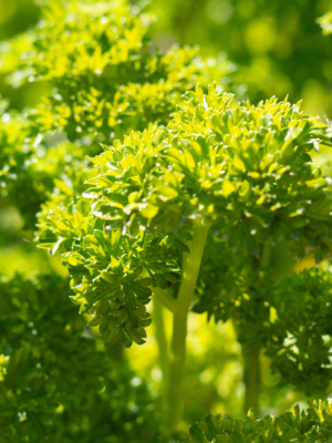 Persille (Petroselinum crispum)