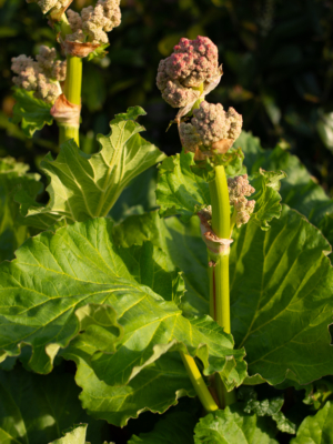 Haverabarber (Rheum rhabarbarum)