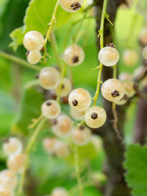 Haveribs (Ribes rubrum)