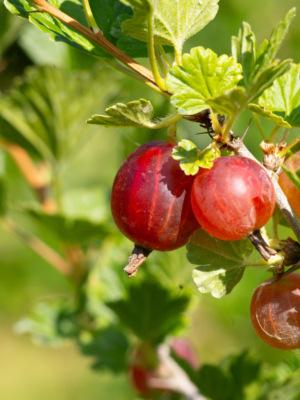 Stikkelsbær (Ribes uva-crispa)