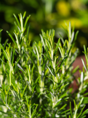 Rosmarin (Rosmarinus officinalis)