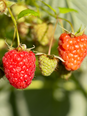 Hindbær (Rubus idaeus)