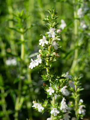 Vintersar (Satureja montana)