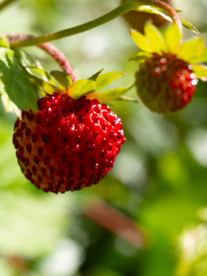 Skovjordbær (Fragaria vesca)