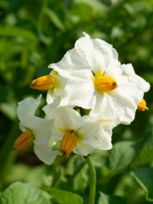 Kartoffel (Solanum tuberosum)