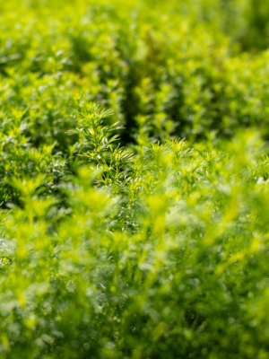 Lakridstagetes (Tagetes lucida)