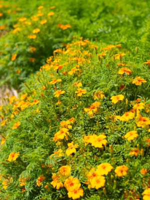 Appelsintagetes (Tagetes tenuifolia)