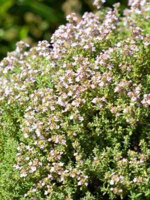 Havetimian (Thymus vulgaris)